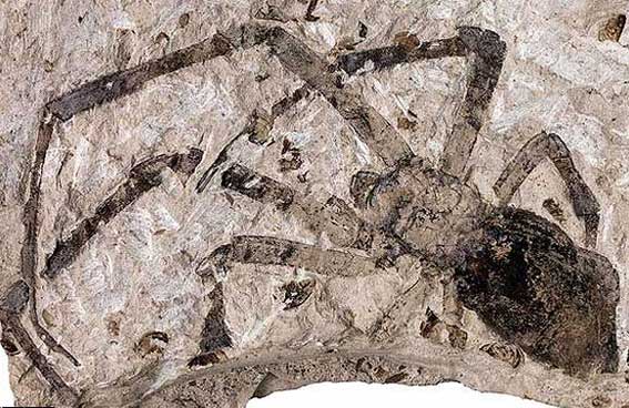 بزرگترین عنکبوت فسیل شده جهان کشف شد