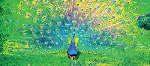 پرورش طاووس در تعاونيِ قرقاول با كمك بوقلمون‌ها!