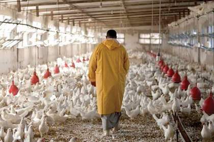 نهاده‌های دامی، بهانه تکراری برای گران‌فروشی مرغ‌داران